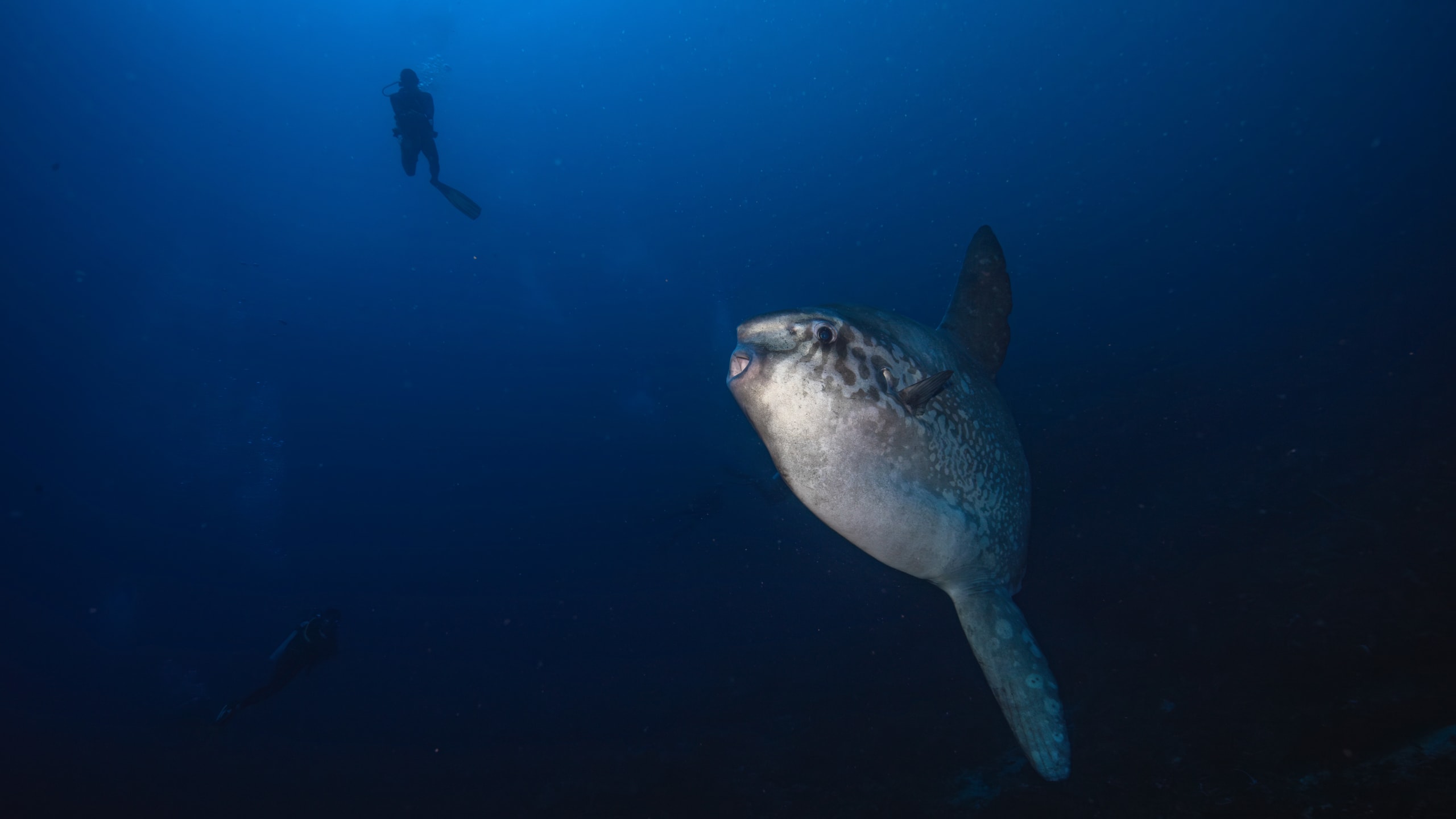 Diving Nusa Penida Package